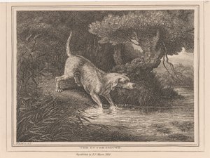 Der Otterhund