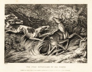 Drei Hunde greifen einen Hirsch an, der mit seinen Geweihen gefangen ist. 1811