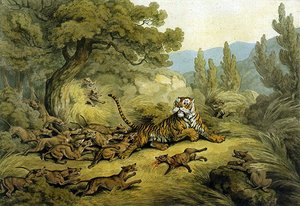 Tiger, gejagt von Wildhunden