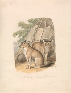 Zwei Huskies