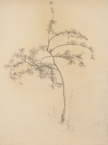 Blühender Baum, 1884