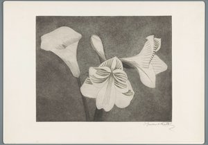 Amaryllis und Aronstab