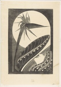 Verblühte Strelitzia