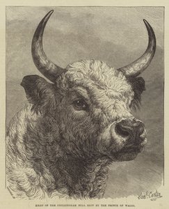 Kopf des Chillingham-Bullen, erschossen vom Prinzen von Wales