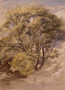 Studie einer Weide, um 1850 von Samuel Palmer