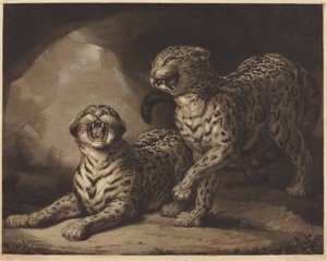 Leoparden