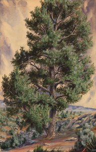 Kiefer