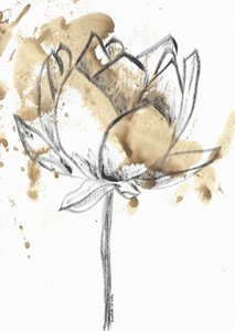 Kaffeefarbene Lotusblüte