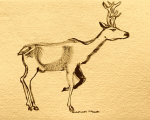 Eleganter Waldhirsch