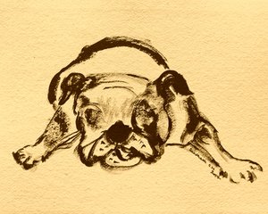 Verspielte Bulldogge Skizze
