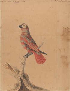 Ein roter Papagei