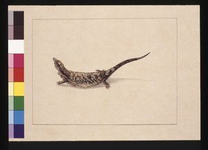 Seite 12. Der Skinkartige, oder Skink-Form Eidechse. Jetzt bekannt als Blauzungenskink, um 1789-90 von Sarah Stone