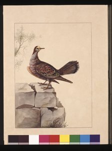 Seite 15. Goldflügeltaube. Jetzt bekannt als ein Wald-Bronzeflügeltaube, ca. 1789-90