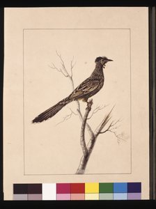 Seite 17. Wattle Bee Eater. Jetzt bekannt als ein Roter Wattle-Vogel, ca. 1789-90 von Sarah Stone
