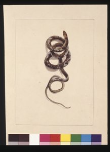 Seite 20. Schlange Nr. 1. Jetzt bekannt als Braune Schlange, ca. 1789-90 von Sarah Stone