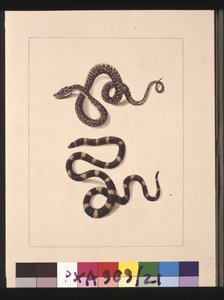 Seite 21. Schlangen Nr. 1 & Nr. 2. Jetzt bekannt als junger Diamantschlange & Bandy-Bandy, ca. 1789-90 von Sarah Stone