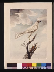 Seite 23. Weißer Habicht. Jetzt bekannt als Grauer Habicht, um 1789-90 von Sarah Stone
