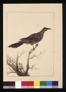 Seite 26. Wattled Bee Eater weiblich. Jetzt bekannt als Little Wattle Bird, ca. 1789-90 von Sarah Stone