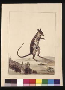 Seite 27. Poto Roo oder Kängururatte. Jetzt bekannt als ein Roter Kängururatte, ca. 1789-90 von Sarah Stone