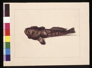 Seite 8. Zweifelhaftes Lophius. Jetzt bekannt als Froschfisch, ca. 1789-90
