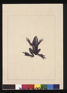 Seite 9. Blauer Frosch. Jetzt bekannt als ein Grüner Laubfrosch, ca. 1789-90 von Sarah Stone
