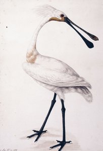 Löffler, 1777