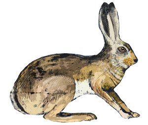 Hase, 2024