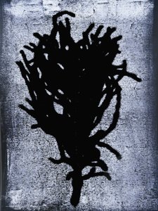 Schwarzer Farn