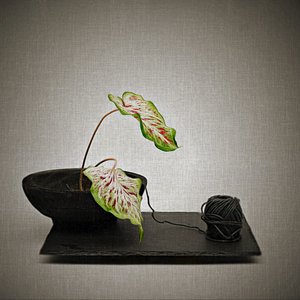 Kaladium und schwarzes Garn von Saskia Dingemans