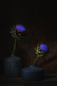 Dunkle Artischockenblüten von Saskia Dingemans