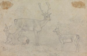 Ein Hirsch und zwei Rehe