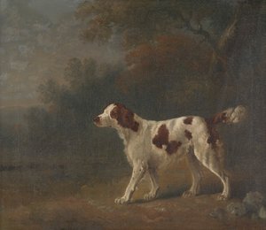 Ein Setter am Waldrand