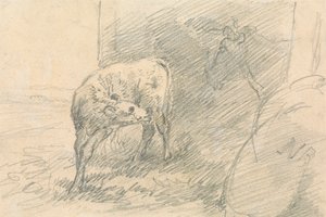 Kalb, mit Kopf einer Kuh