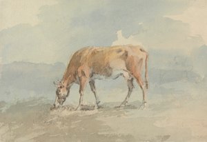 Weidende Kuh