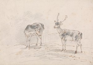 Reh und Hirsch