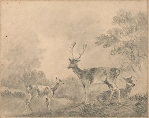Damwild: Hirsch, Hirschkuh und Kitz in einer Lichtung
