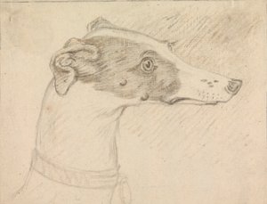 Kopfporträt eines Windhunds von Sawrey Gilpin