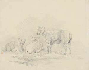 Drei Schafe von Sawrey Gilpin