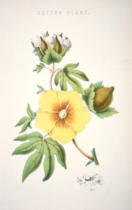 Eine Baumwollpflanze (Farblithografie) von School American