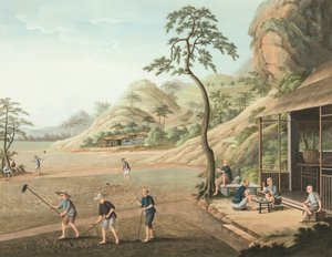 Teeproduktion, ca. 1820 von School Chinese