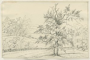 Cannock Chase von School English