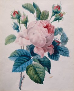 Eine Rose von School French