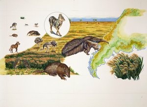 Argentinien, die Pampas (Farblithografie) von School Italian