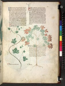 Tractatus de herbis (Herbal) c.1280-1310