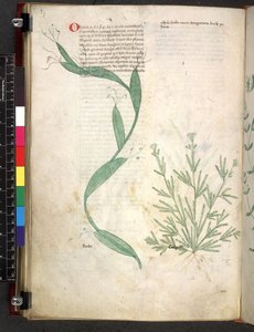 Tractatus de herbis (Herbal) c.1280-1310