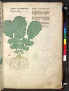 Egerton 747 Tractatus de herbis (Kräuterbuch) ca. 1280-1310 von School Italian