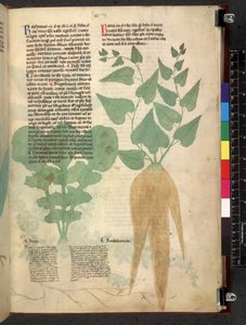 Egerton 747 Tractatus de herbis (Kräuterbuch) ca. 1280-1310