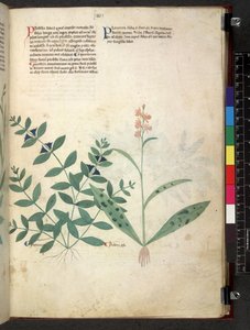 Egerton 747 Tractatus de herbis (Kräuterbuch) ca. 1280-1310