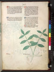 Egerton 747 Tractatus de herbis (Kräuterbuch) ca. 1280-1310