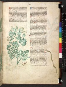 Tractatus de herbis (Kräuterbuch) ca. 1280-1310